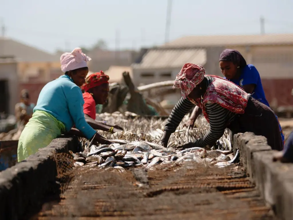 Senegalese Fish