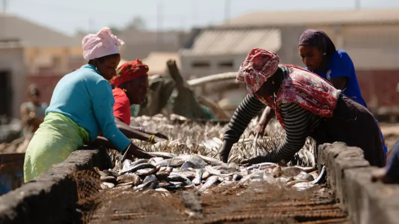 Senegalese Fish