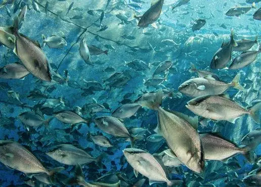 Forever Oceans Fish