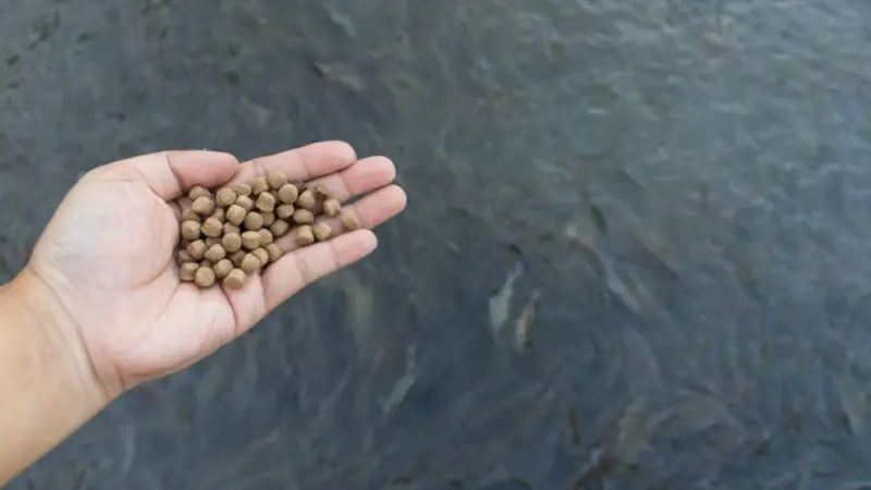 Hand holding fishmeal
