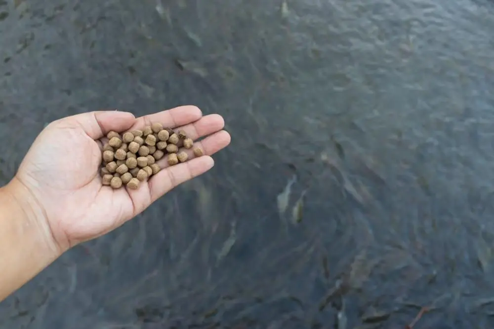 Hand holding fishmeal