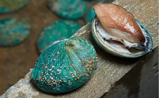 Live abalone