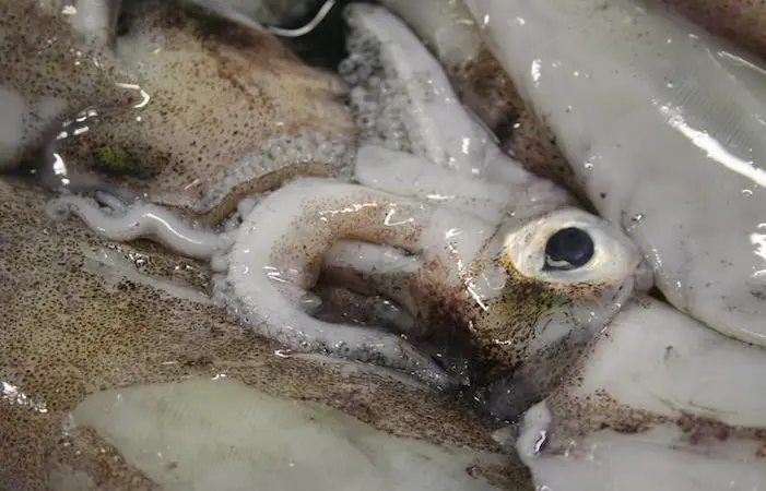 squid