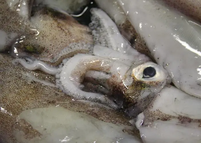 squid