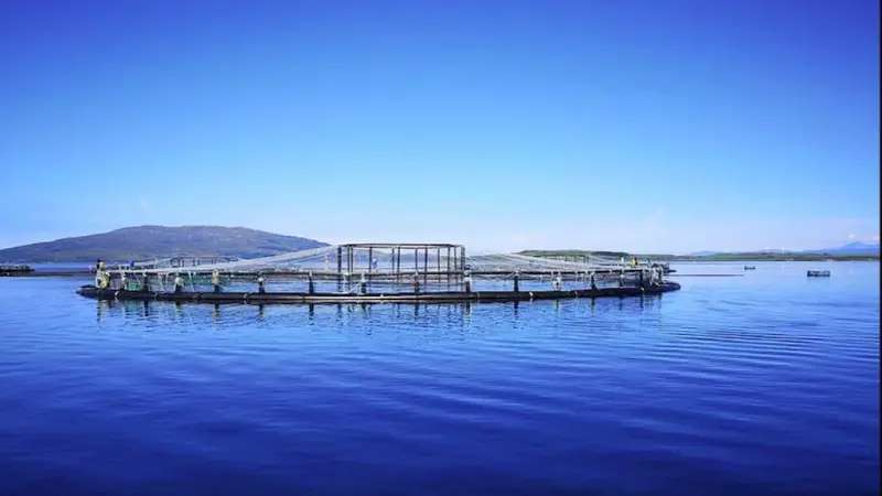 Scottish farmed salmon