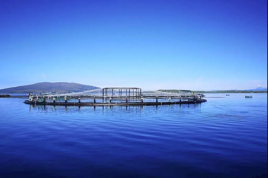 Scottish farmed salmon