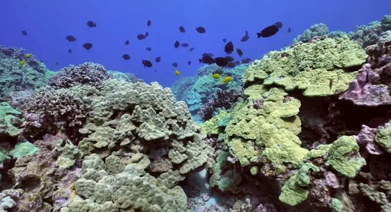 Coral reef NOAA