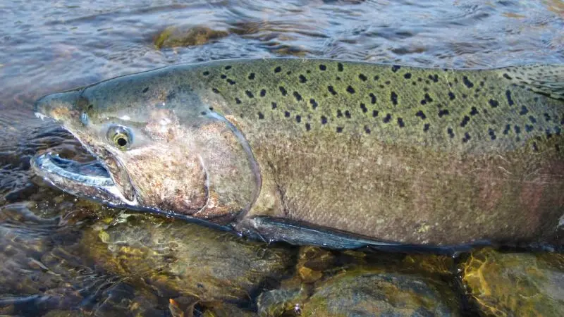Spawning salmonid
