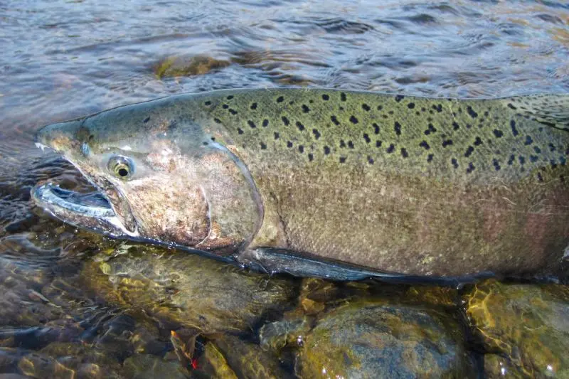 Spawning salmonid