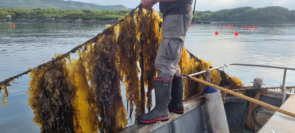 Atlantic Mariculture kelp farming