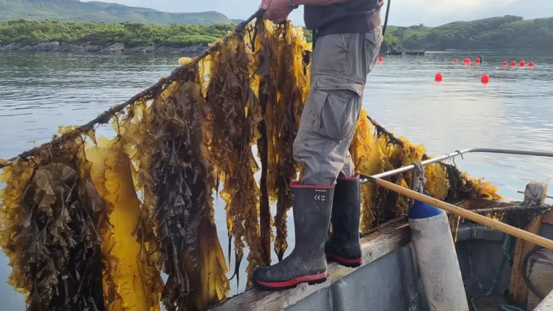 Atlantic Mariculture kelp farming