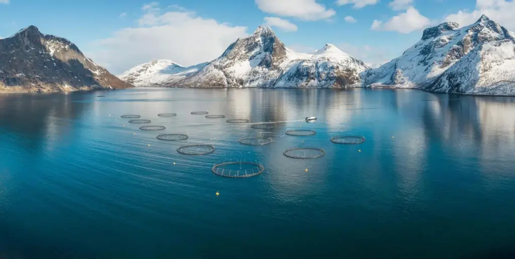 Mefjord Vinter SalMar higres salmon farm