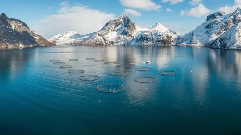 Mefjord Vinter SalMar higres salmon farm