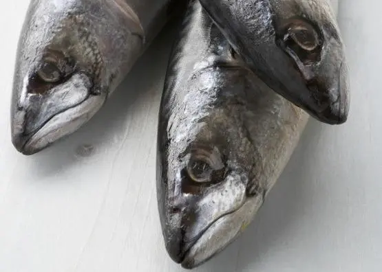 Iceland mackerel