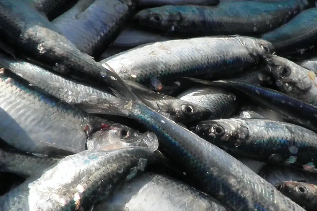 Baltic herring