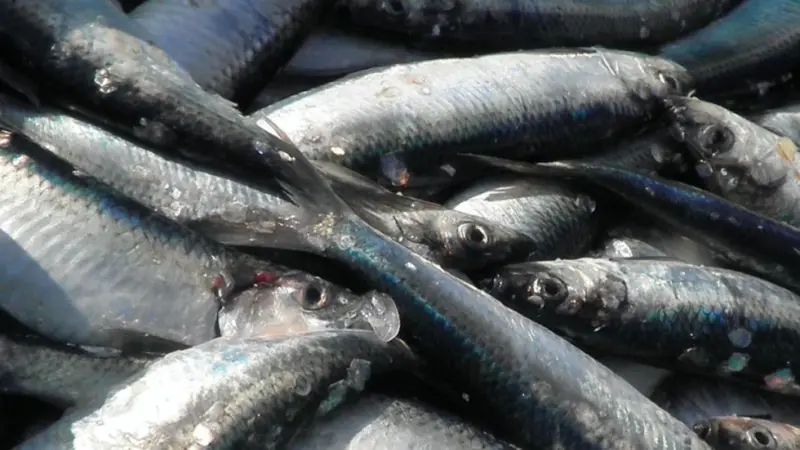 Baltic herring