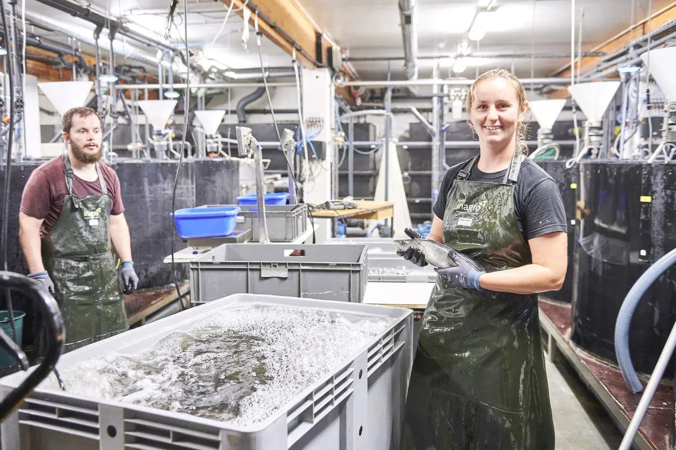 Pikeperch production in Belgium