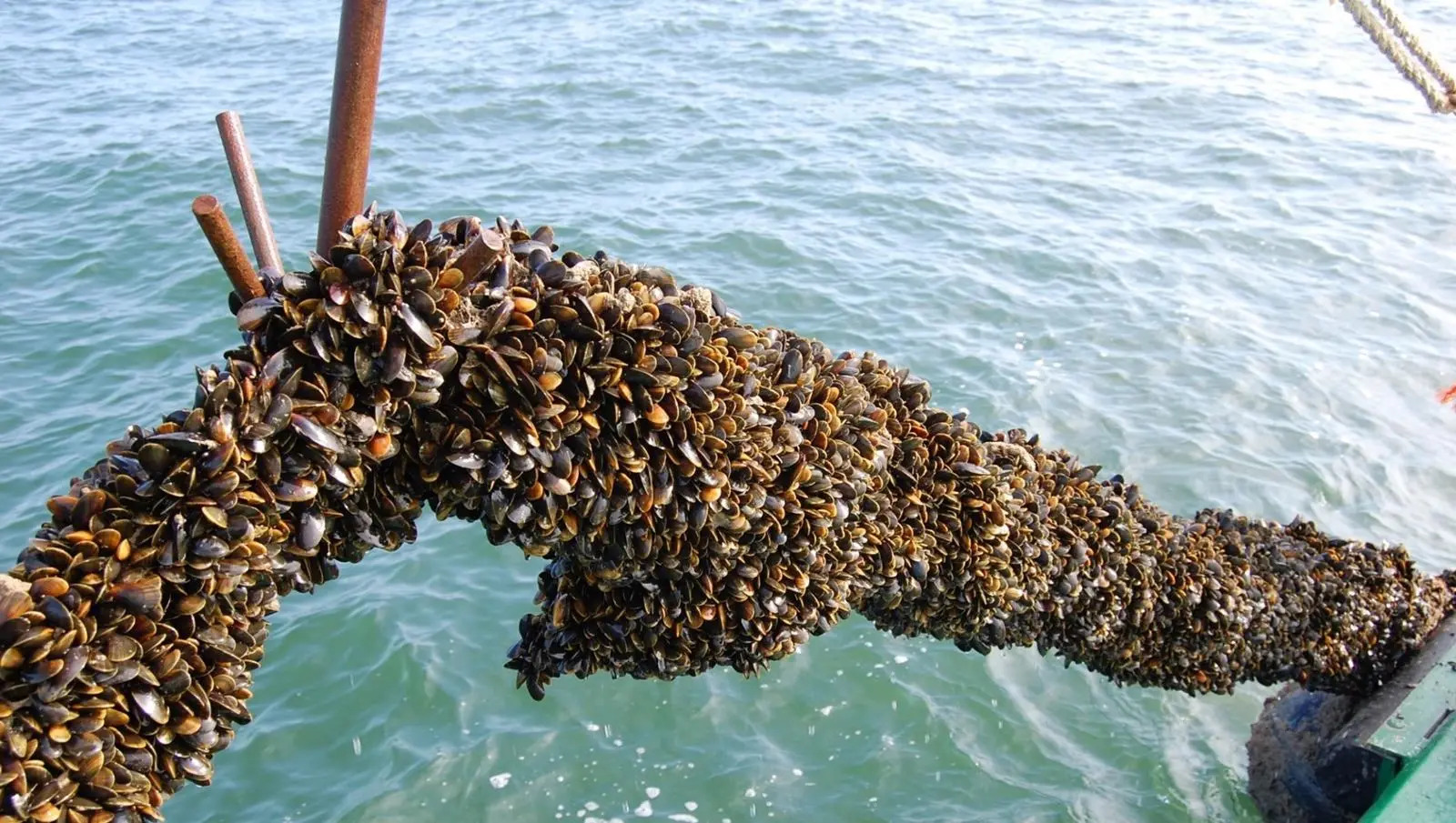 Mussels