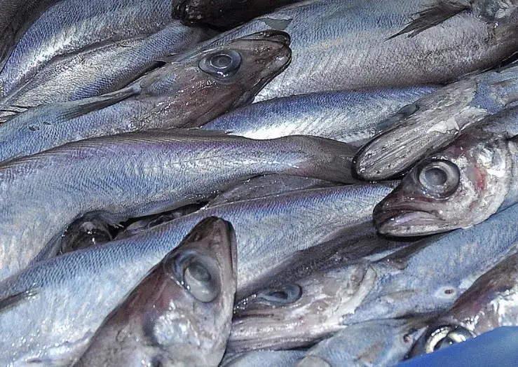 Blue whiting
