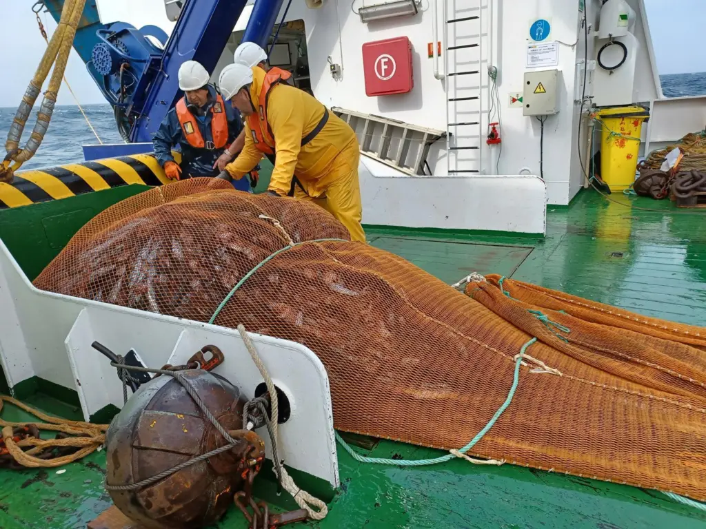 Mackerel landed on board a fishing vessel