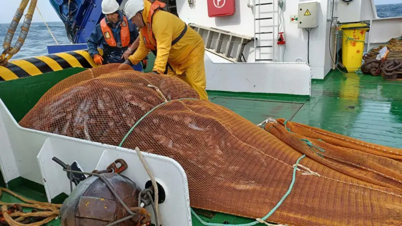 Mackerel landed on board a fishing vessel