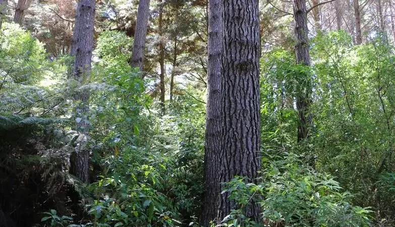 A regenerating native forest - Te Ika-a-Māui North Island - Aotearoa NZ
