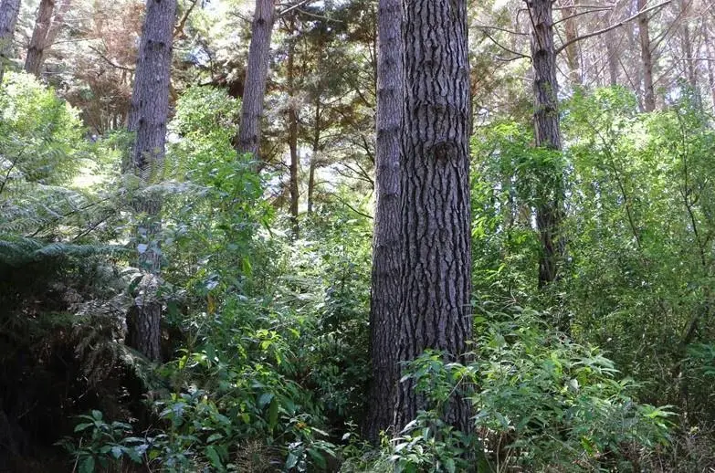 A regenerating native forest - Te Ika-a-Māui North Island - Aotearoa NZ
