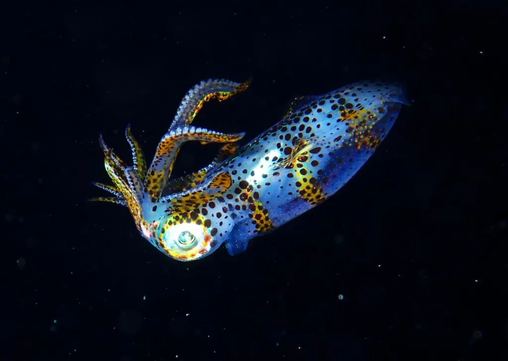 Squid