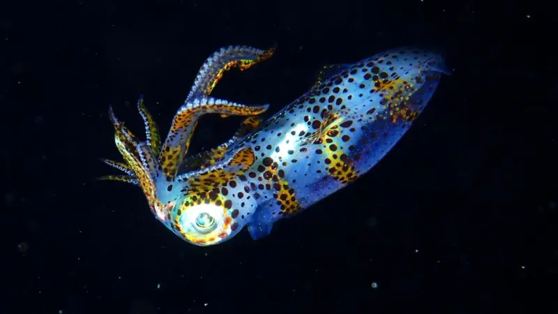 Squid