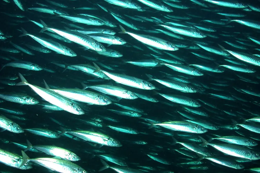 Mackerel shoal