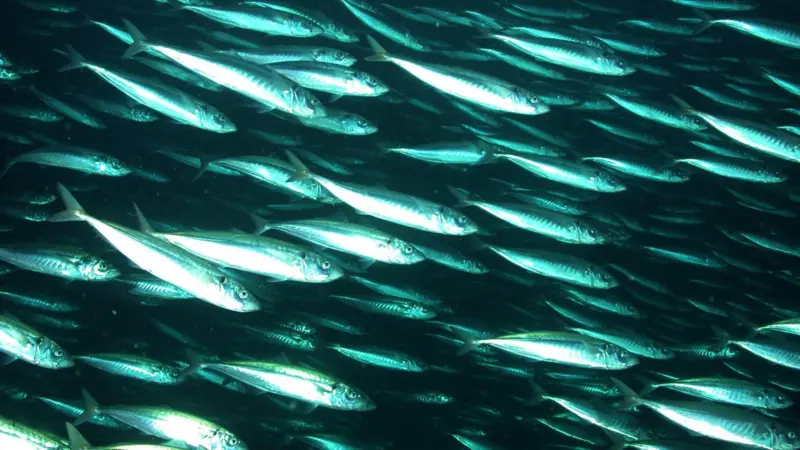 Mackerel shoal