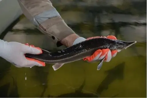 Sturgeon