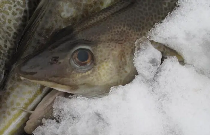 Icelandic catch