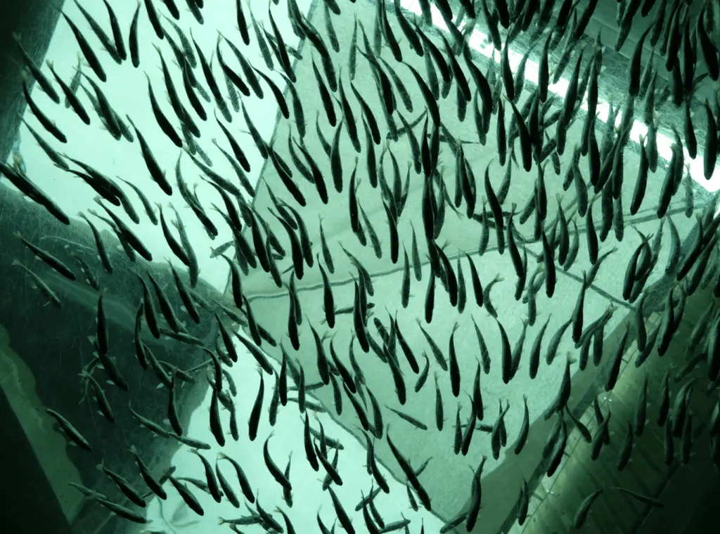 Proximar Seafood