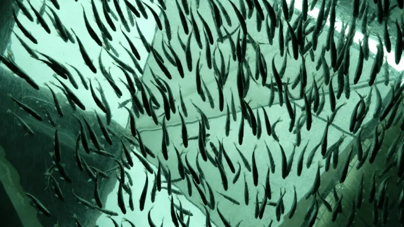 Proximar Seafood