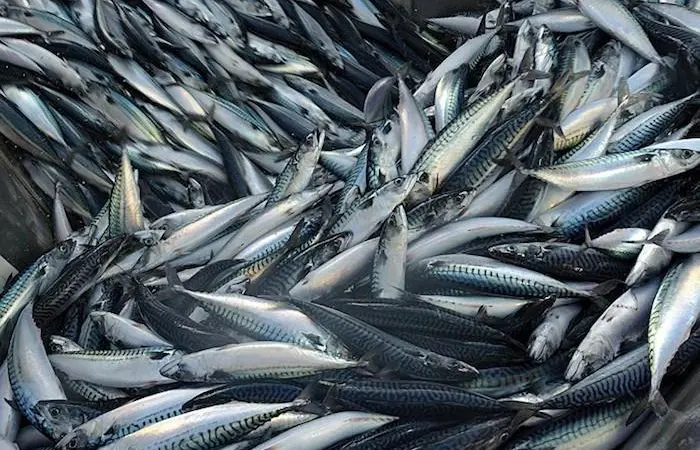 Mackerel