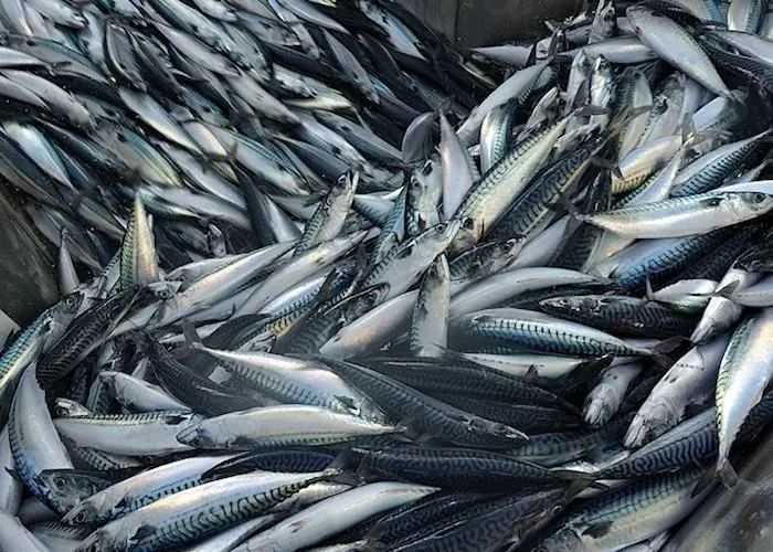 Mackerel