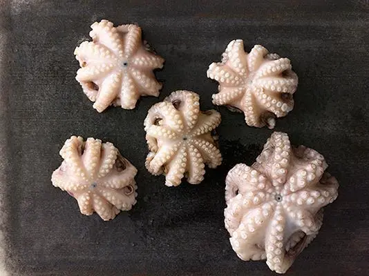 Octopus