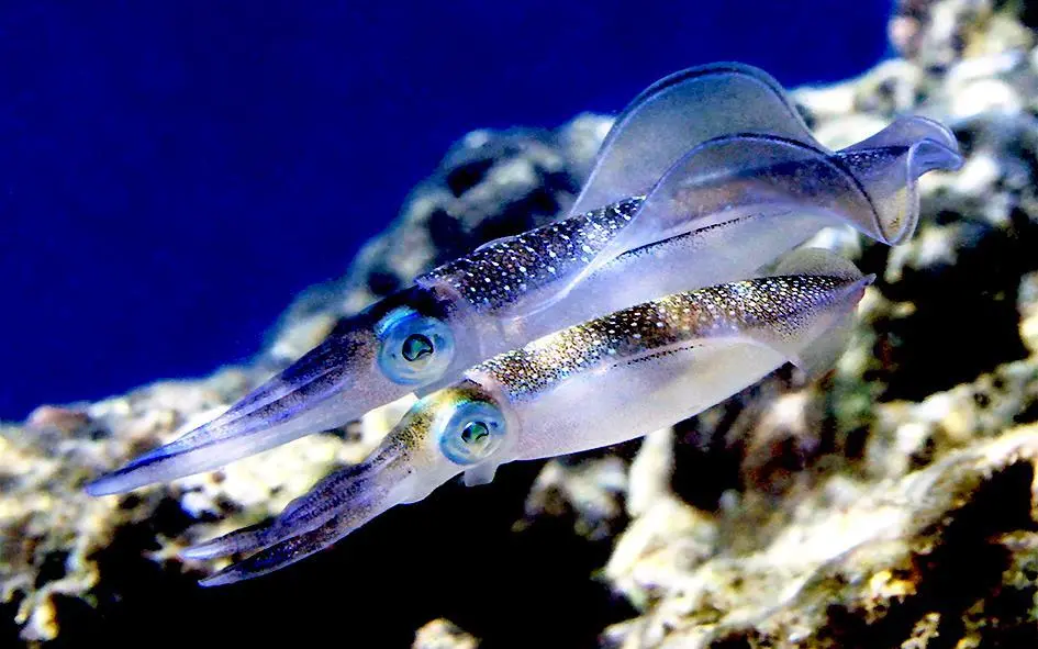 Squid