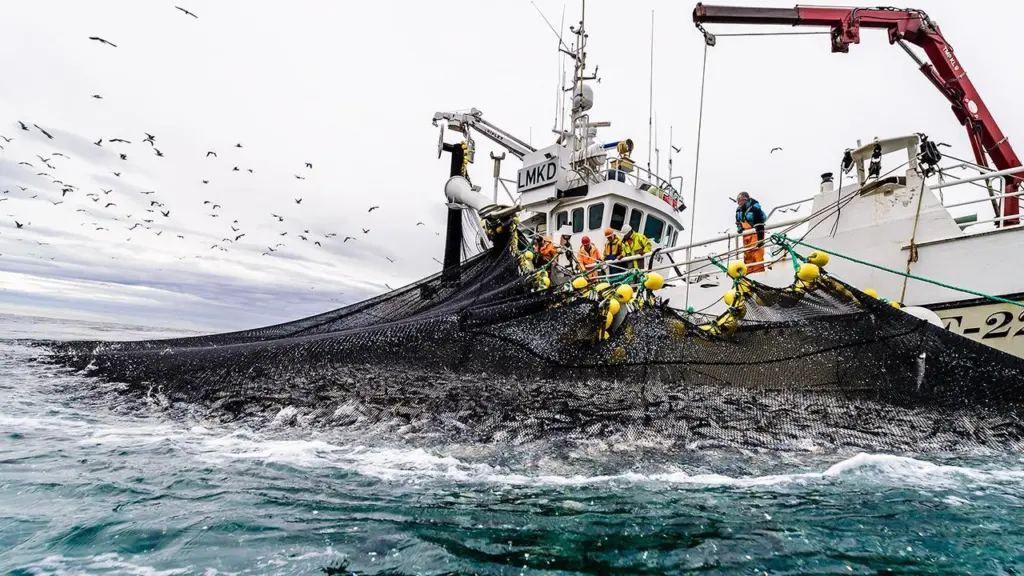 Herring fishing