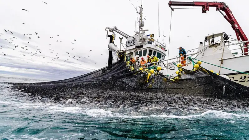 Herring fishing