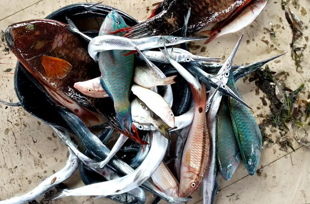 A selection of fish from the surveys