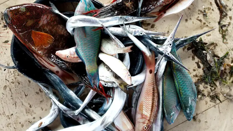 A selection of fish from the surveys