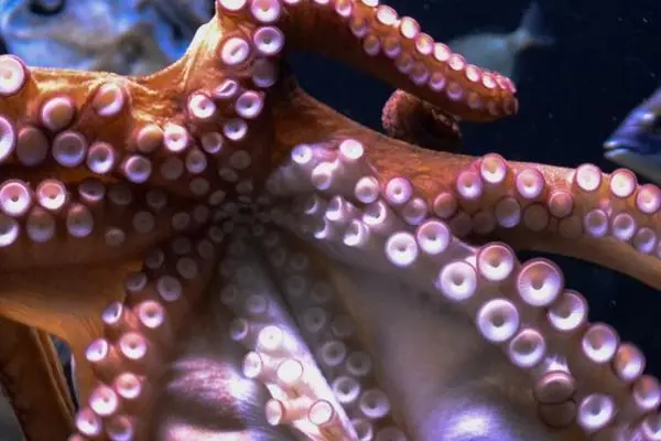 Mauritania octopus