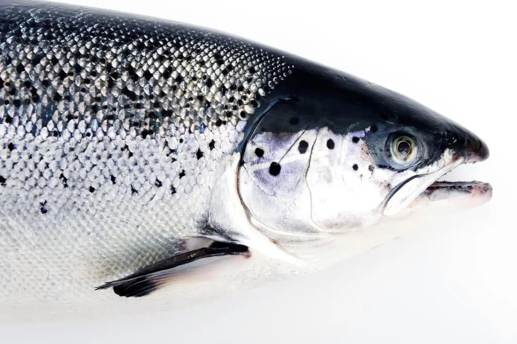 Salmon
