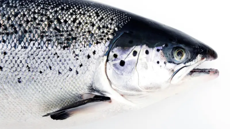 Salmon