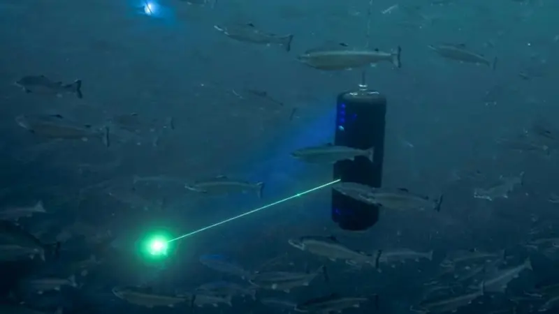 Cermaq lasers