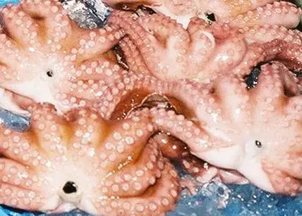 Octopus