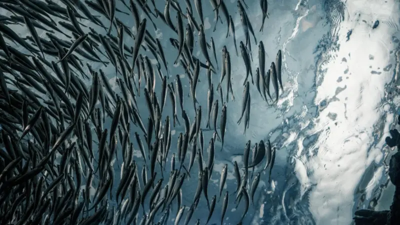 Farmed fish