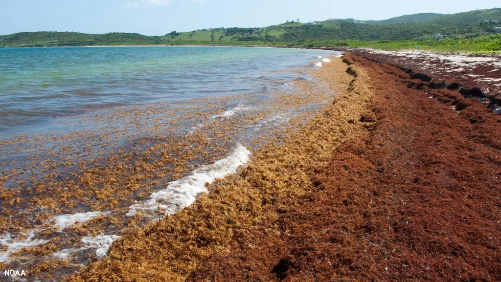 A beach on Saint Martin in the Caribbean covered in Sargassum seaweed